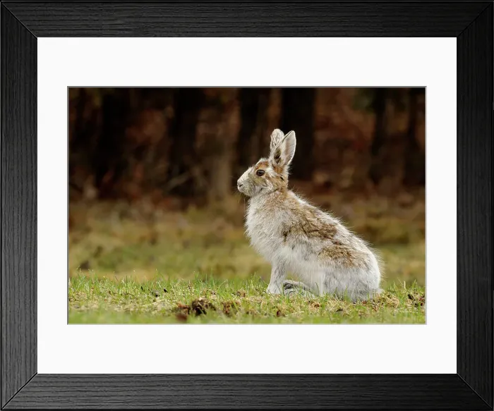 Framed Print : Varying hare (Lepus americanus) Transitional pelage in early spring, Lively, Ontario, Canada Framed Print : Varying hare (Lepus americanus) Transitional pelage in early spring, Lively, Ontario, Canada