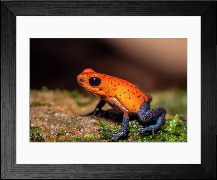 Framed Print : Blue-jeans Frog or Strawberry Poison-dart Frog (Dendrobates pumilio). Captive, Frogs Heaven, Limon, Costa Rica Framed Print : Blue-jeans Frog or Strawberry Poison-dart Frog (Dendrobates pumilio). Captive, Frogs Heaven, Limon, Costa Rica