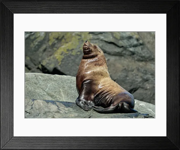 Framed Print : Steller / Northern sea lion (Eumetopias jubatus) Individual basking at year-round haulout site- Garcin Rocks, Gwaii Haanas National Park, Haida Gwaii (Queen Charlotte Islands), British Columbia, Canada Framed Print : Steller / Northern sea lion (Eumetopias jubatus) Individual basking at year-round haulout site- Garcin Rocks, Gwaii Haanas National Park, Haida Gwaii (Queen Charlotte Islands), British Columbia, Canada