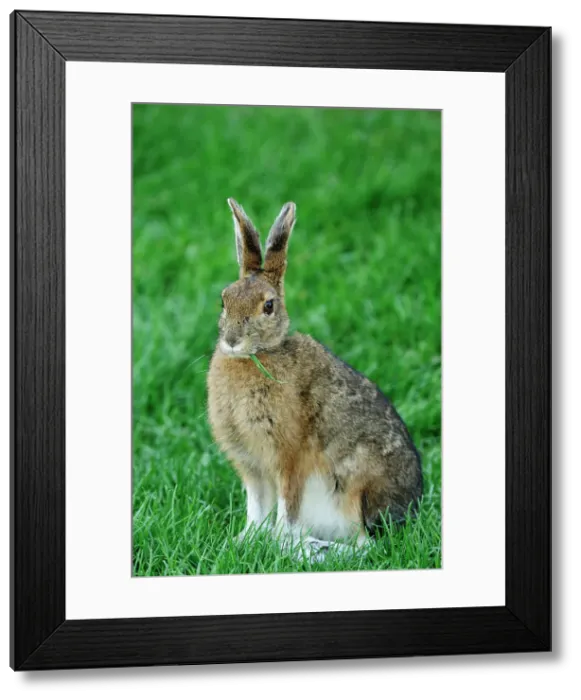 Framed Print : Varying hare (Lepus americanus) Transitional pelage in early spring, Lively, Ontario, Canada Framed Print : Varying hare (Lepus americanus) Transitional pelage in early spring, Lively, Ontario, Canada