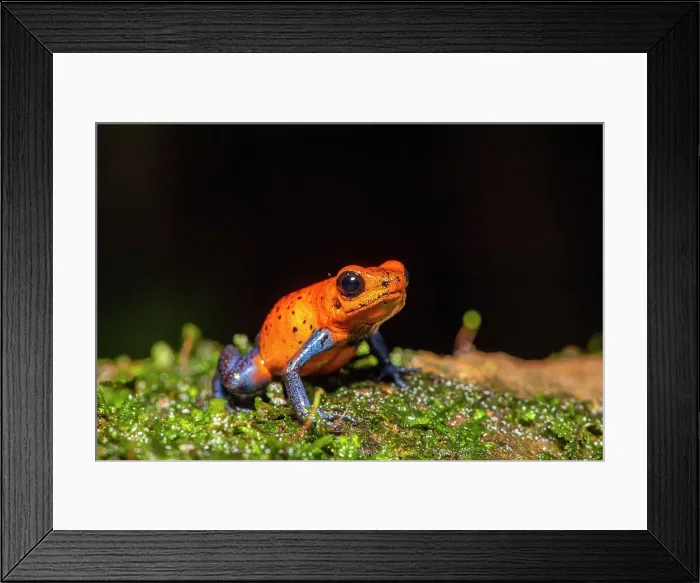 Framed Print : Blue-jeans Frog or Strawberry Poison-dart Frog (Dendrobates pumilio). Captive, Frogs Heaven, Limon, Costa Rica Framed Print : Blue-jeans Frog or Strawberry Poison-dart Frog (Dendrobates pumilio). Captive, Frogs Heaven, Limon, Costa Rica