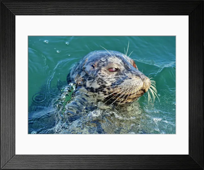 Framed Print : Harbour Seal (Phoca vitulina), Victoria, British Columbia, Canada Framed Print : Harbour Seal (Phoca vitulina), Victoria, British Columbia, Canada
