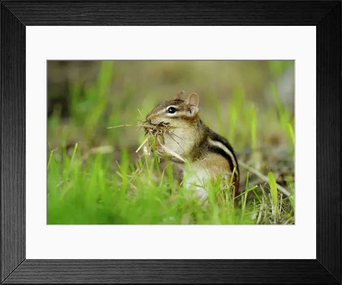 Framed Print : Eastern Chipmunk (Tamias striatus) Gathering nest material for burrow, Greater Sudbury (Lively), Ontario, Canada Framed Print : Eastern Chipmunk (Tamias striatus) Gathering nest material for burrow, Greater Sudbury (Lively), Ontario, Canada