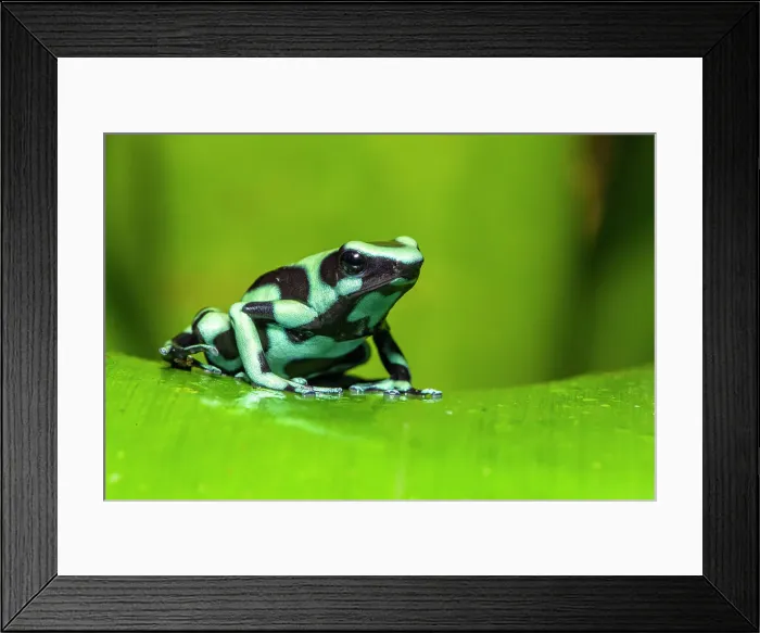Framed Print : Green-and-black poison dart frog (Dendrobates auratus). Captive, Frogs Heaven, Limon, Costa Rica Framed Print : Green-and-black poison dart frog (Dendrobates auratus). Captive, Frogs Heaven, Limon, Costa Rica