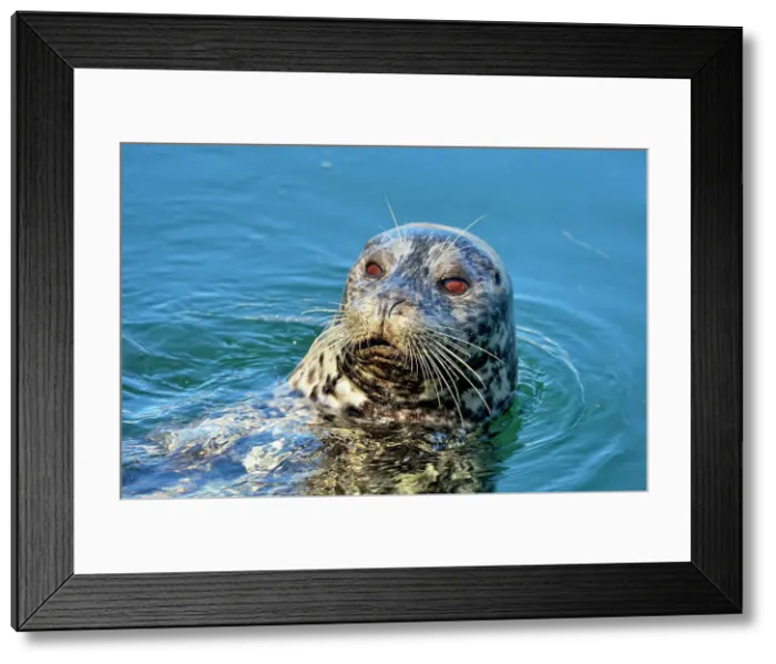 Framed Print : Harbour Seal (Phoca vitulina), Victoria, British Columbia, Canada Framed Print : Harbour Seal (Phoca vitulina), Victoria, British Columbia, Canada