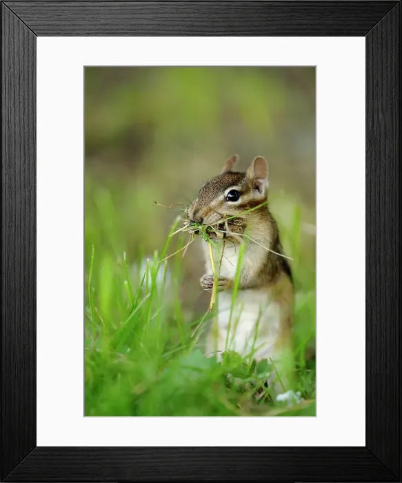 Framed Print : Eastern Chipmunk (Tamias striatus) Gathering nest material for burrow, Greater Sudbury (Lively), Ontario, Canada Framed Print : Eastern Chipmunk (Tamias striatus) Gathering nest material for burrow, Greater Sudbury (Lively), Ontario, Canada