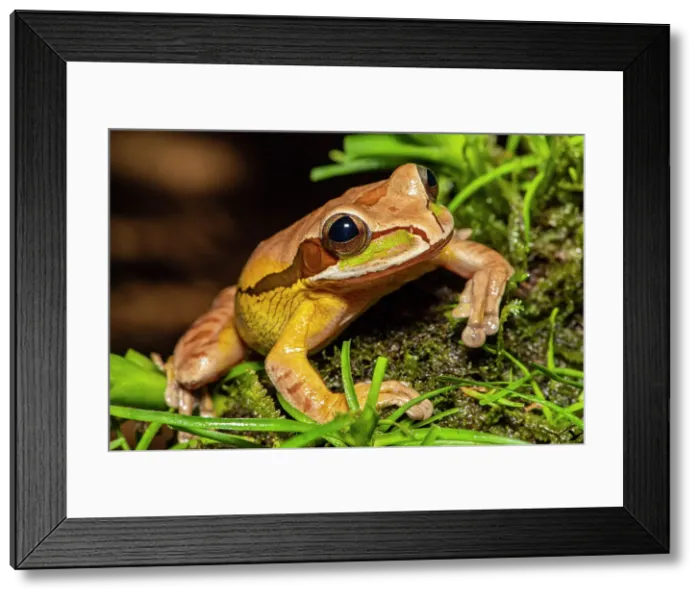 Framed Print : Masked Tree Frog (Smilisca phaeota). Captive, Frogs Heaven, Limon, Costa Rica Framed Print : Masked Tree Frog (Smilisca phaeota). Captive, Frogs Heaven, Limon, Costa Rica