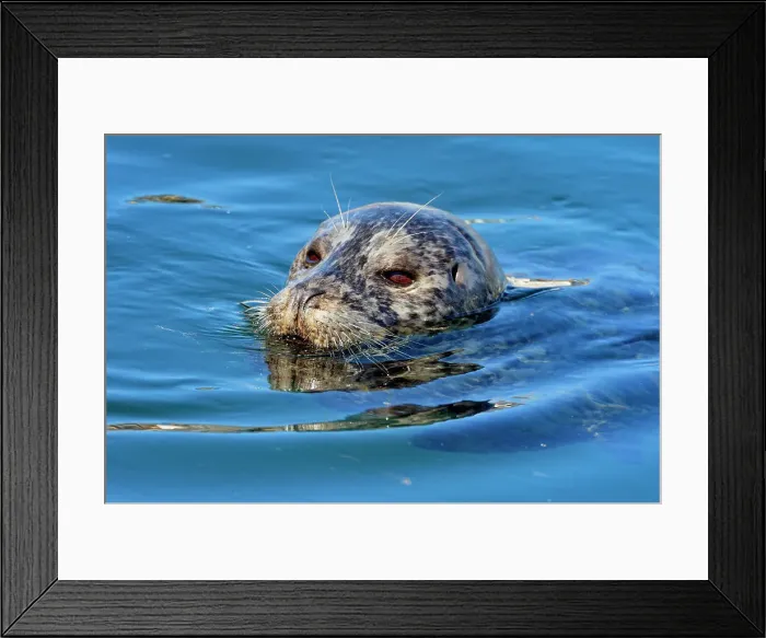 Framed Print : Harbour Seal (Phoca vitulina), Victoria, British Columbia, Canada Framed Print : Harbour Seal (Phoca vitulina), Victoria, British Columbia, Canada