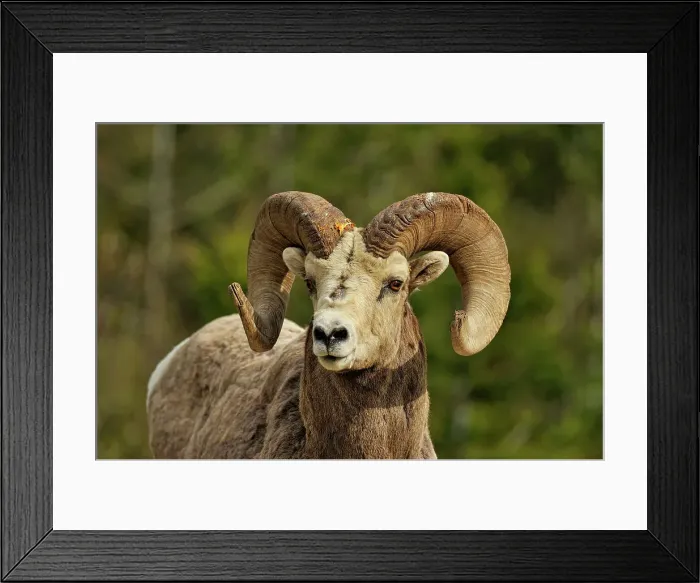 Framed Print : Bighorn sheep (Ovis Canadensis) Ram, Waterton Lakes NP, Alberta, Canada Framed Print : Bighorn sheep (Ovis Canadensis) Ram, Waterton Lakes NP, Alberta, Canada