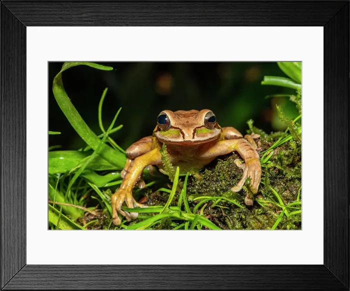 Framed Print : Masked Tree Frog (Smilisca phaeota). Captive, Frogs Heaven, Limon, Costa Rica Framed Print : Masked Tree Frog (Smilisca phaeota). Captive, Frogs Heaven, Limon, Costa Rica