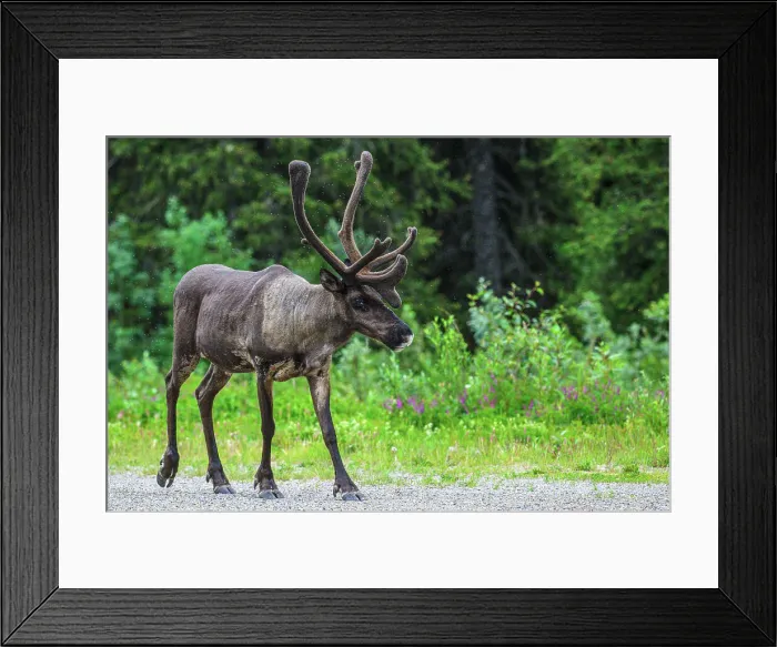 Framed Print : Woodland caribou (Rangifer tarandus) Roadside bull attracted to minerals in gravel, Tetsa River, British Columbia BC, Canada Framed Print : Woodland caribou (Rangifer tarandus) Roadside bull attracted to minerals in gravel, Tetsa River, British Columbia BC, Canada
