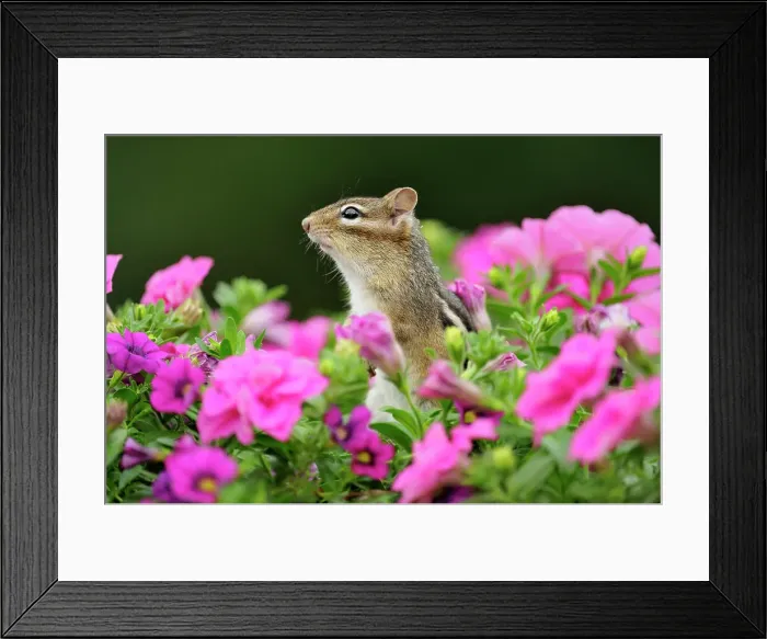 Framed Print : Eastern Chipmunk (Tamias striatus) Investigating flower planter with petunias, Greater Sudbury (Lively), Ontario, Canada Framed Print : Eastern Chipmunk (Tamias striatus) Investigating flower planter with petunias, Greater Sudbury (Lively), Ontario, Canada