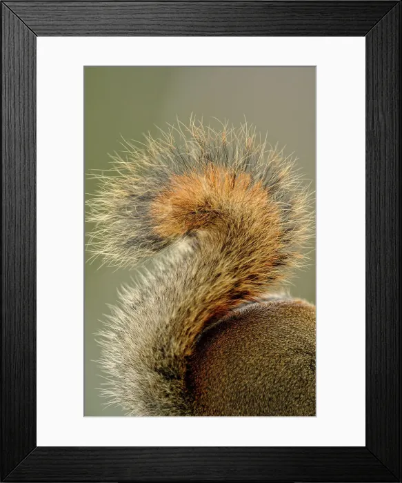 Framed Print : Red Squirrel (Tamiasciurus hudsonicus) Feeding on birdseed in winter, Greater Sudbury, Ontario, Canada Framed Print : Red Squirrel (Tamiasciurus hudsonicus) Feeding on birdseed in winter, Greater Sudbury, Ontario, Canada