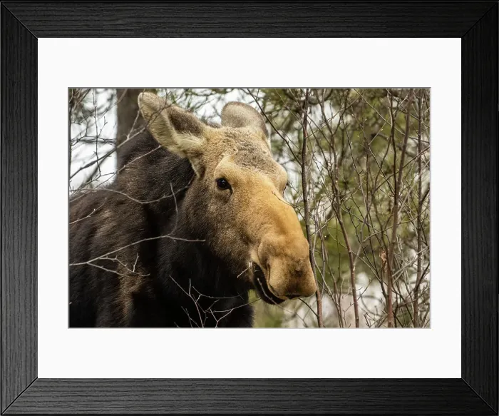 Framed Print : Female moose (Alces alces) in pine and birch woodlot eating twigs and pine needles in late winter. Greater Sudbury, Ontario, Canada Framed Print : Female moose (Alces alces) in pine and birch woodlot eating twigs and pine needles in late winter. Greater Sudbury, Ontario, Canada