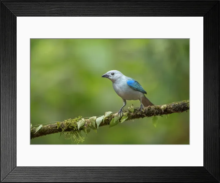 Framed Print : Blue-gray Tanager (Thraupis episcopus), Boca Tapada, Costa Rica Framed Print : Blue-gray Tanager (Thraupis episcopus), Boca Tapada, Costa Rica