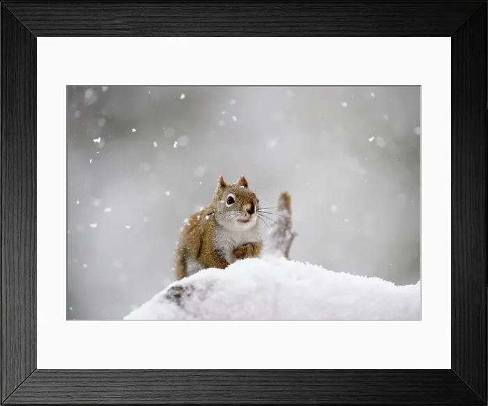 Framed Print : Red Squirrel (Tamiasciurus hudsonicus) Feeding on birdseed in winter, Greater Sudbury, Ontario, Canada Framed Print : Red Squirrel (Tamiasciurus hudsonicus) Feeding on birdseed in winter, Greater Sudbury, Ontario, Canada
