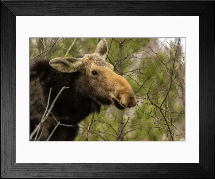 Framed Print : Female moose (Alces alces) in pine and birch woodlot eating twigs and pine needles in late winter. Greater Sudbury, Ontario, Canada Framed Print : Female moose (Alces alces) in pine and birch woodlot eating twigs and pine needles in late winter. Greater Sudbury, Ontario, Canada