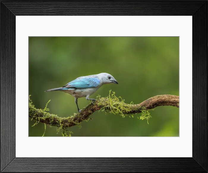 Framed Print : Blue-gray Tanager (Thraupis episcopus), Boca Tapada, Costa Rica