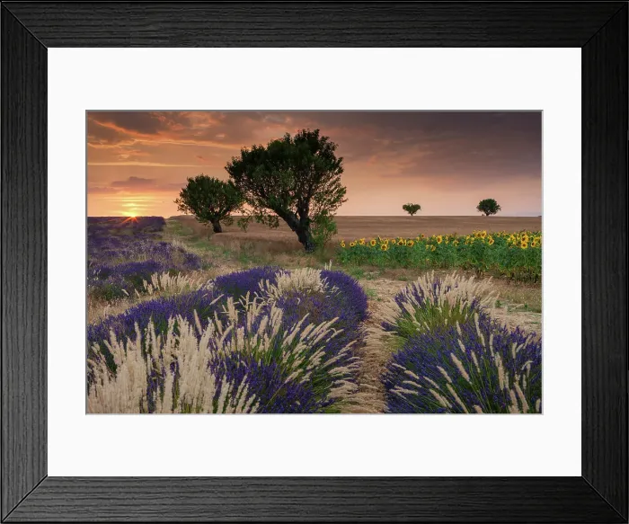 Framed Print : France, Provence, region Alpes-de-Haute-Provence, lavender field and sunflower field, almond trees, near Valensole village Framed Print : France, Provence, region Alpes-de-Haute-Provence, lavender field and sunflower field, almond trees, near Valensole village