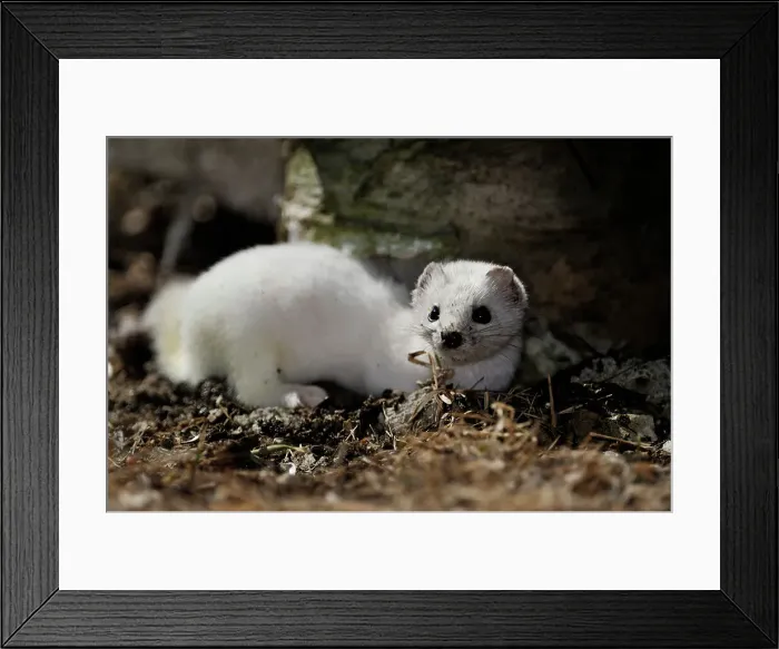 Framed Print : Ermine / Short-tailed Weasel (Mustela erminea) Winter pelage- Individual hunting under a suburban deck, Greater Sudbury, Ontario, Canada Framed Print : Ermine / Short-tailed Weasel (Mustela erminea) Winter pelage- Individual hunting under a suburban deck, Greater Sudbury, Ontario, Canada