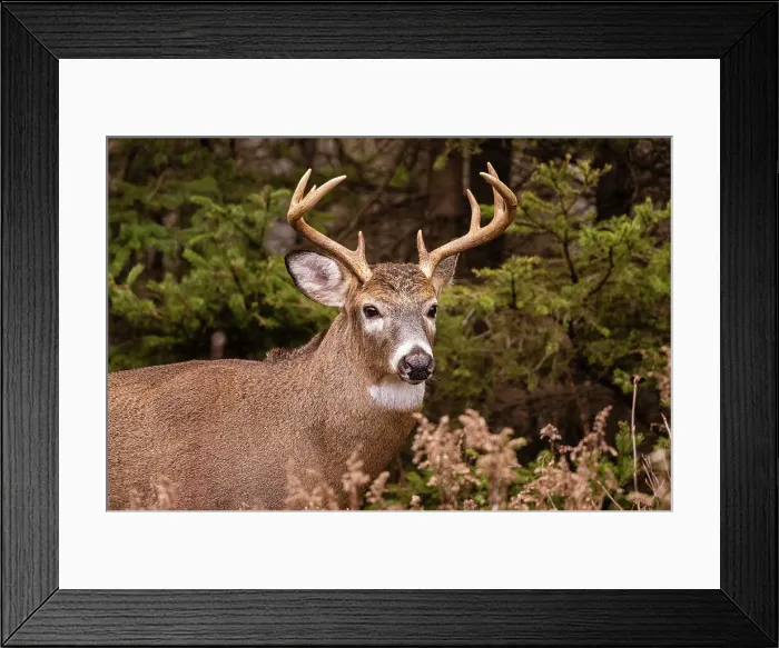 Framed Print : White-tailed deer (Odocoileus virginianus). Buck in autumn rut, Greater Sudbury, Ontario, Canada