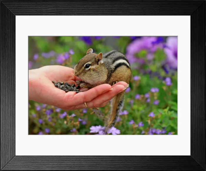 Framed Print : Eastern chipmunk (Tamias striatus) eating sunflower seeds from a human hand, Greater Sudbury (Lively), Ontario, Canada Framed Print : Eastern chipmunk (Tamias striatus) eating sunflower seeds from a human hand, Greater Sudbury (Lively), Ontario, Canada