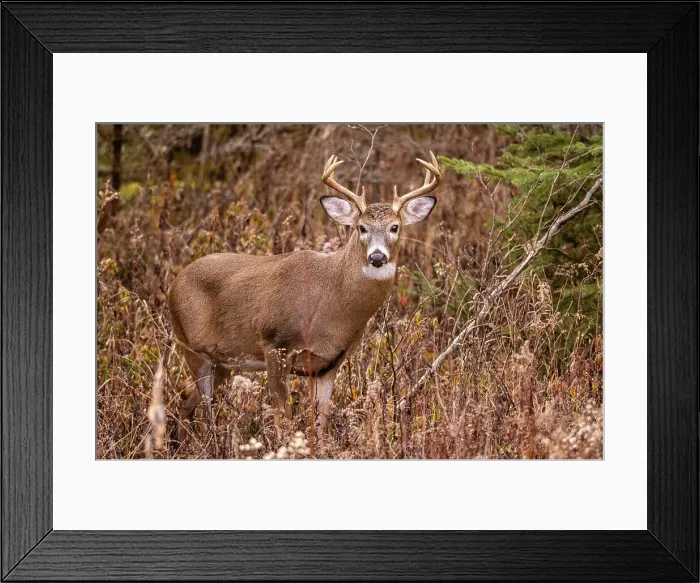 Framed Print : White-tailed deer (Odocoileus virginianus). Buck in autumn rut, Greater Sudbury, Ontario, Canada