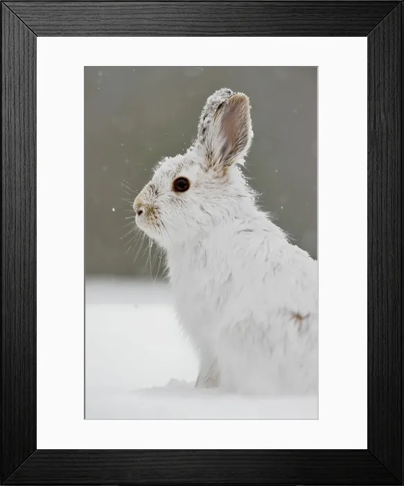 Framed Print : Varying / snowshoe hare (Lepus americanus) Late winter. Greater Sudbury (Lively), Ontario, Canada