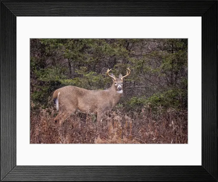 Framed Print : White-tailed deer (Odocoileus virginianus). Buck in autumn rut, Greater Sudbury, Ontario, Canada Framed Print : White-tailed deer (Odocoileus virginianus). Buck in autumn rut, Greater Sudbury, Ontario, Canada