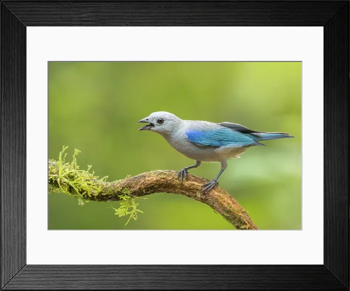 Framed Print : Blue-gray Tanager (Thraupis episcopus), Boca Tapada, Costa Rica Framed Print : Blue-gray Tanager (Thraupis episcopus), Boca Tapada, Costa Rica