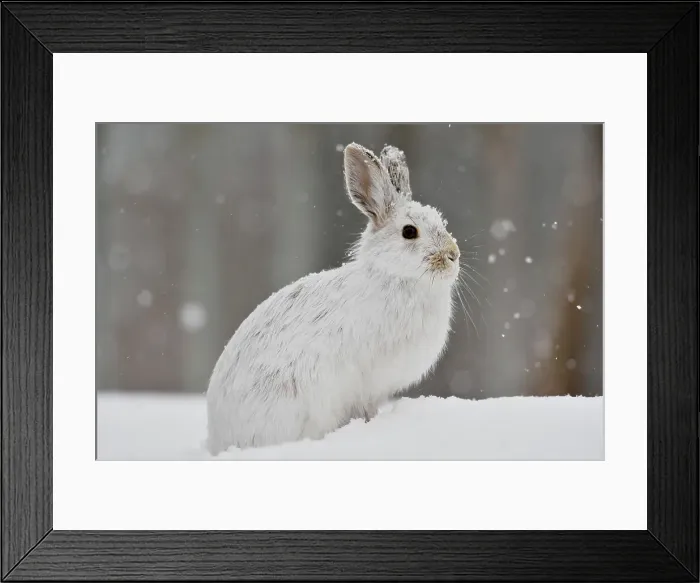 Framed Print : Varying / snowshoe hare (Lepus americanus) Late winter. Greater Sudbury (Lively), Ontario, Canada Framed Print : Varying / snowshoe hare (Lepus americanus) Late winter. Greater Sudbury (Lively), Ontario, Canada