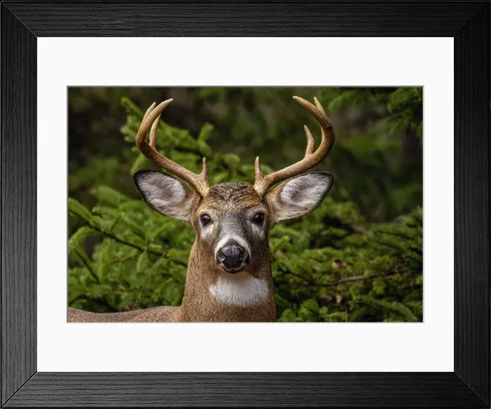 Framed Print : White-tailed deer (Odocoileus virginianus). Buck in autumn rut, Greater Sudbury, Ontario, Canada Framed Print : White-tailed deer (Odocoileus virginianus). Buck in autumn rut, Greater Sudbury, Ontario, Canada