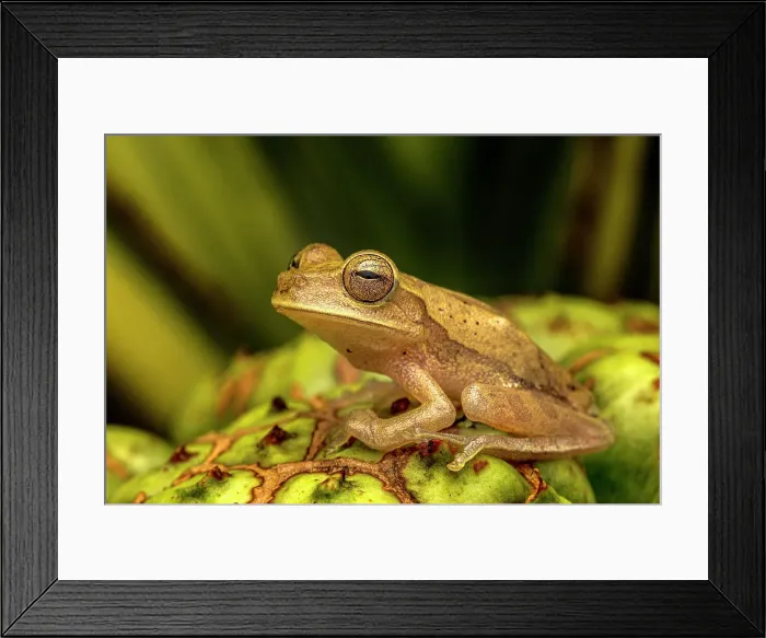 Framed Print : Nicaragua Cross-banded Tree Frog (Smilisca puma), Costa Rica Framed Print : Nicaragua Cross-banded Tree Frog (Smilisca puma), Costa Rica