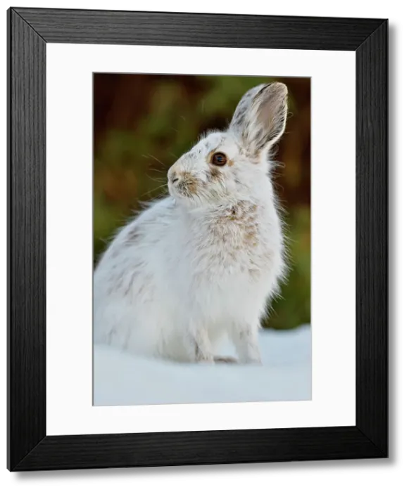 Framed Print : Snowshoe Varying hare (Lepus americanus) Late winter pelage, Greater Sudbury (Lively), Ontario, Canada Framed Print : Snowshoe Varying hare (Lepus americanus) Late winter pelage, Greater Sudbury (Lively), Ontario, Canada