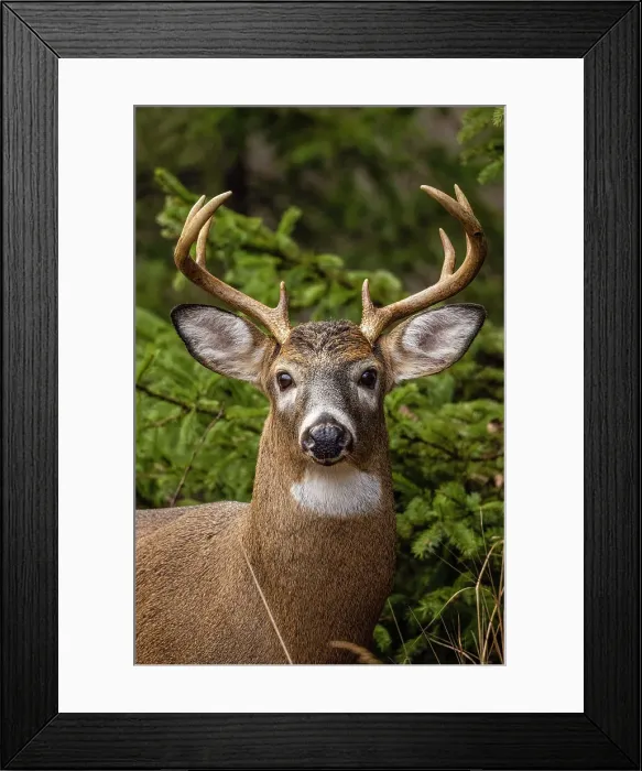 Framed Print : White-tailed deer (Odocoileus virginianus). Buck in autumn rut, Greater Sudbury, Ontario, Canada Framed Print : White-tailed deer (Odocoileus virginianus). Buck in autumn rut, Greater Sudbury, Ontario, Canada