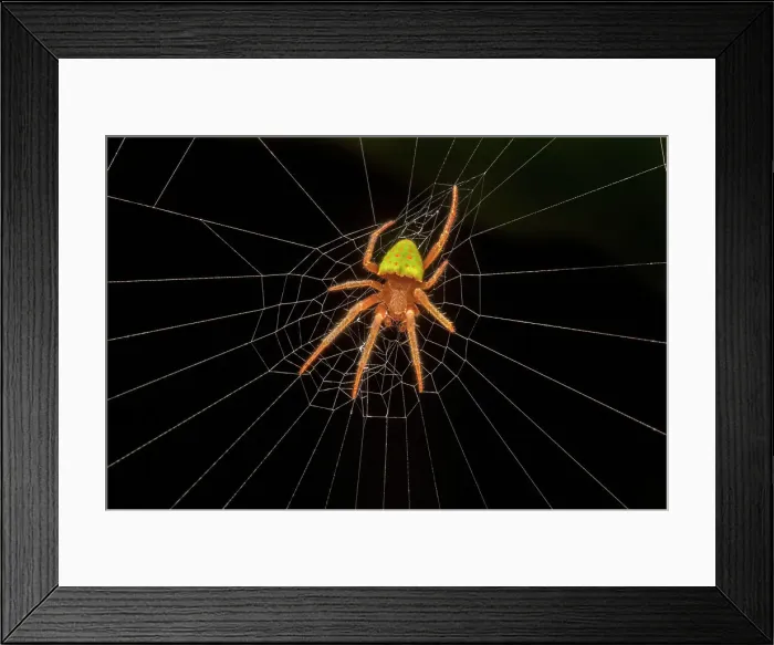 Framed Print : An Orb Weaver species from Costa Rica