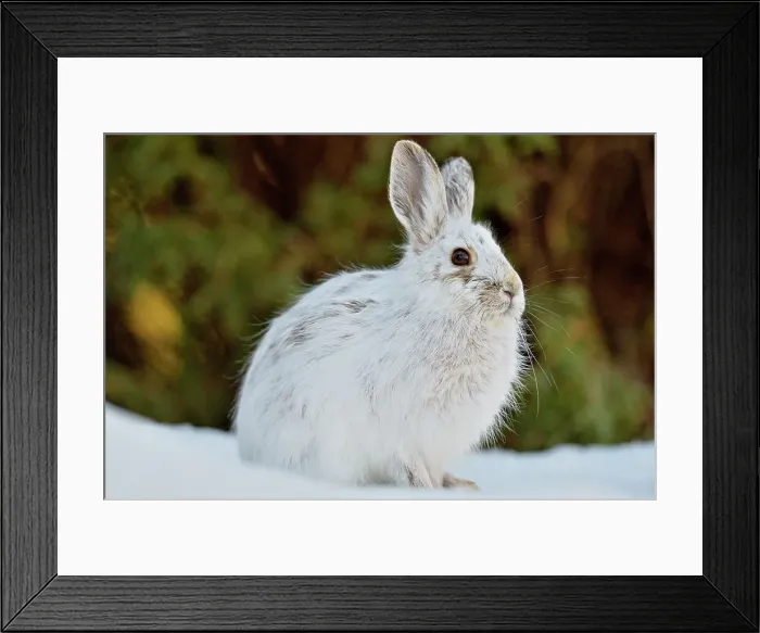 Framed Print : Snowshoe Varying hare (Lepus americanus) Late winter pelage, Greater Sudbury (Lively), Ontario, Canada Framed Print : Snowshoe Varying hare (Lepus americanus) Late winter pelage, Greater Sudbury (Lively), Ontario, Canada