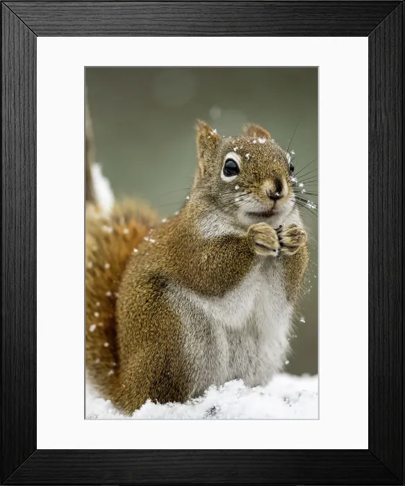 Framed Print : Red Squirrel (Tamiasciurus hudsonicus) Eating seeds at a winter bird feeder, Greater Sudbury, Ontario, Canada Framed Print : Red Squirrel (Tamiasciurus hudsonicus) Eating seeds at a winter bird feeder, Greater Sudbury, Ontario, Canada