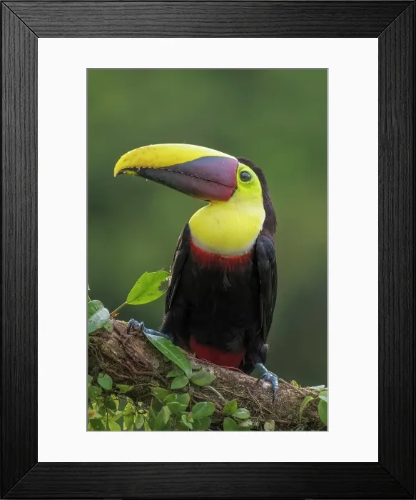 Framed Print : Yellow-throated Toucan (Ramphastos ambiguus), also known as the Chestnut-mandibled Toucan, Boca Tapada, Costa Rica Framed Print : Yellow-throated Toucan (Ramphastos ambiguus), also known as the Chestnut-mandibled Toucan, Boca Tapada, Costa Rica
