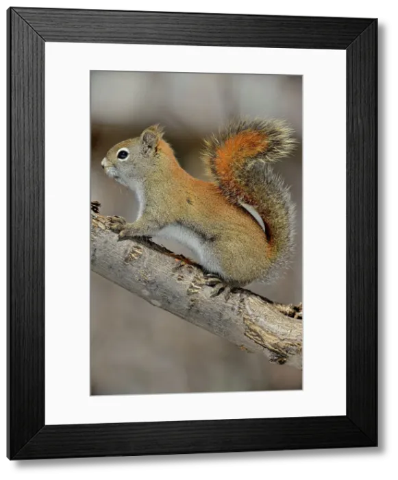 Framed Print : Red squirrel (Tamiasciurus hudsonicus) Investigating maple sap dripping from a frozen icicle of sap. Greater Sudbury (Lively), Ontario, Canada Framed Print : Red squirrel (Tamiasciurus hudsonicus) Investigating maple sap dripping from a frozen icicle of sap. Greater Sudbury (Lively), Ontario, Canada