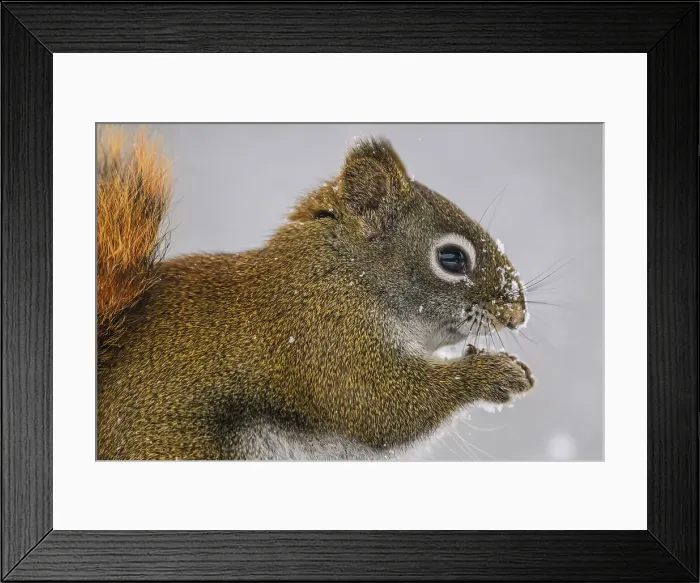 Framed Print : Red Squirrel (Tamiasciurus hudsonicus) Attracted to seeds in a winter bird feeder, Greater Sudbury, Ontario, Canada Framed Print : Red Squirrel (Tamiasciurus hudsonicus) Attracted to seeds in a winter bird feeder, Greater Sudbury, Ontario, Canada