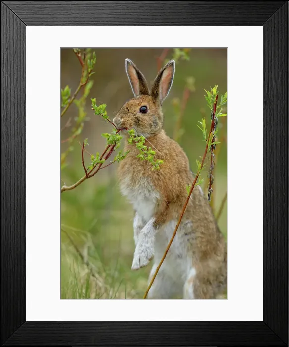 Framed Print : Varying / snowshoe hare (Lepus americanus) Eating willow, Greater Sudbury (Lively), Ontario, Canada Framed Print : Varying / snowshoe hare (Lepus americanus) Eating willow, Greater Sudbury (Lively), Ontario, Canada