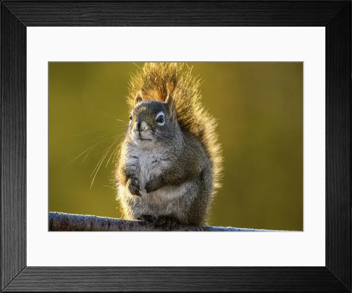 Framed Print : Red squirrel (Tamiasciurus hudsonicus) At a seed feeder in winter, Greater Sudbury, Ontario, Canada