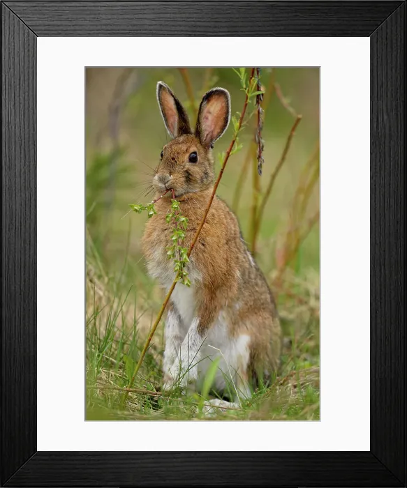 Framed Print : Varying / snowshoe hare (Lepus americanus) Eating willow, Greater Sudbury (Lively), Ontario, Canada Framed Print : Varying / snowshoe hare (Lepus americanus) Eating willow, Greater Sudbury (Lively), Ontario, Canada