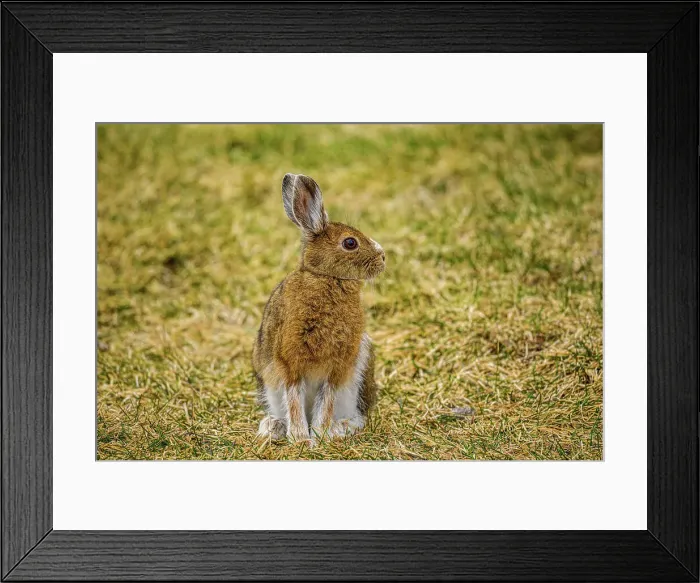 Framed Print : Varying haer / snowshoe hare (Lepus americanus) Spring moult, feeding on lawn, Greater Sudbury, Ontario, Canada Framed Print : Varying haer / snowshoe hare (Lepus americanus) Spring moult, feeding on lawn, Greater Sudbury, Ontario, Canada