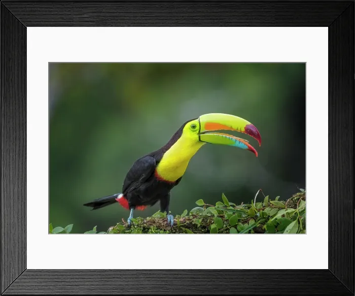 Framed Print : Keel-billed Toucan (Ramphastos sulfuratus), Costa Rica Framed Print : Keel-billed Toucan (Ramphastos sulfuratus), Costa Rica