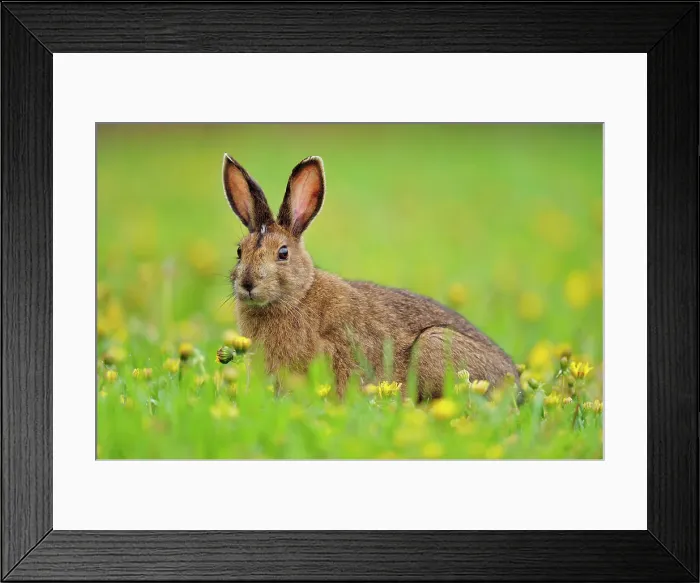 Framed Print : Varying / snowshoe hare (Lepus americanus) Foraging for grass and dandelions on a lawn, Greater Sudbury (Lively), Ontario, Canada Framed Print : Varying / snowshoe hare (Lepus americanus) Foraging for grass and dandelions on a lawn, Greater Sudbury (Lively), Ontario, Canada