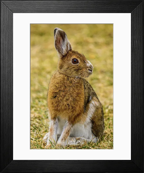 Framed Print : Varying haer / snowshoe hare (Lepus americanus) Spring moult, feeding on lawn, Greater Sudbury, Ontario, Canada