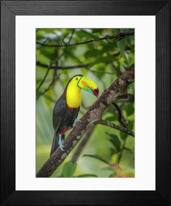 Framed Print : Keel-billed Toucan (Ramphastos ambiguus), Costa Rica