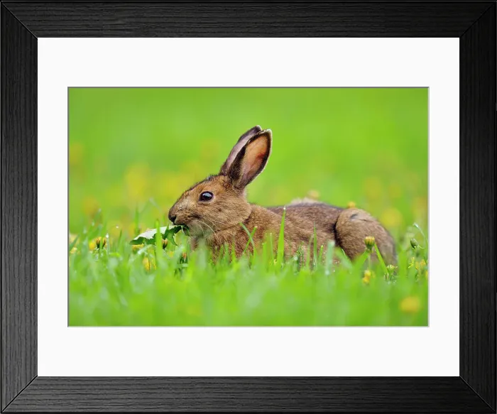 Framed Print : Varying / snowshoe hare (Lepus americanus) Eating dandelions, Greater Sudbury (Lively), Ontario, Canada Framed Print : Varying / snowshoe hare (Lepus americanus) Eating dandelions, Greater Sudbury (Lively), Ontario, Canada
